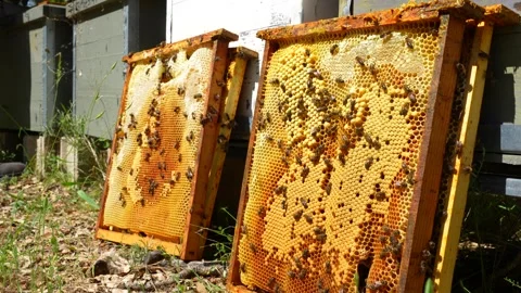 Honey bees working on a honeycomb frame Video stock 336744867