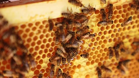 Honey Bees Working on Honeycomb Inside Beehive Macro Close Up Stock Footage 334849023