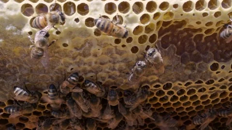 Honey Bees Working on Honeycomb Inside Active Beehive Close Up Stock Footage 340792320