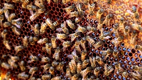 Honey bees working on honeycomb macro shot Stock-Footage 332870575