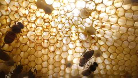 Honey bees working inside golden honeycomb, filling wax cells with honey and sup Stock Footage 337674807