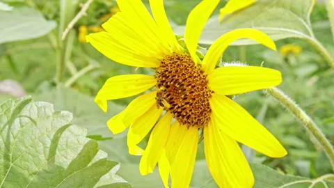 Honey Bees Working On Sunflower And Flying Off Stock Footage 162279497