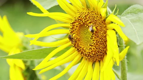 Honey Bees Working On A Sunflower Video stock 162278417