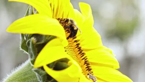 Honey Bees Working On A Sunflower While Others Come And Go Video stock 162279240