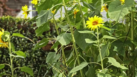 Honey Bees Working On Sunflowers Medium With Street In View - Traffic Going By Video stock 162281439