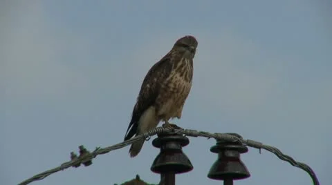 Honey buzzard 1 Stock Footage 18185614
