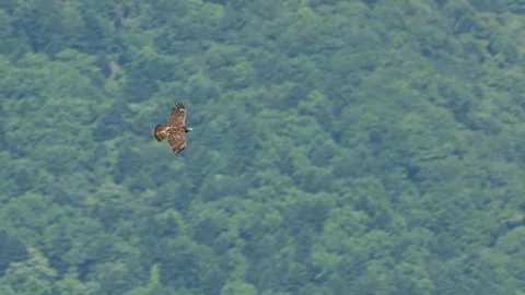 Honey buzzard flight (slow motion) Stock Footage 323889517