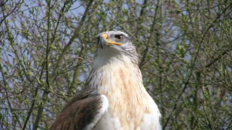Honey Buzzard 库存影片 400966