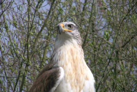 Honey Buzzard Видео 400968