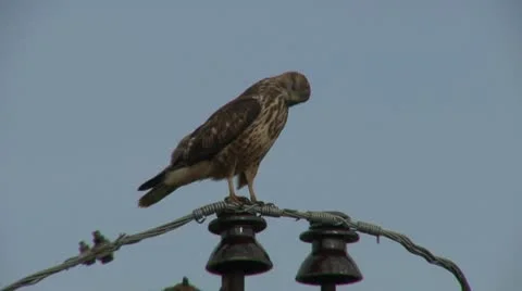 Honey buzzard Stock Footage 18185616