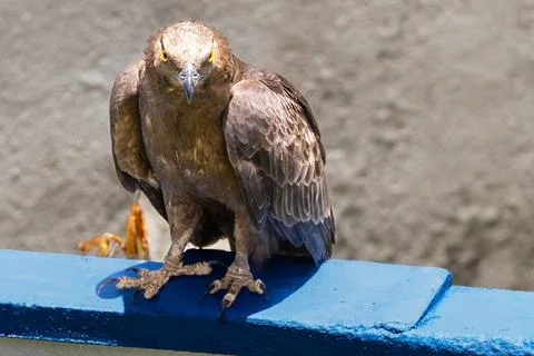 Honey buzzard sitting on a wall. Stock Photos