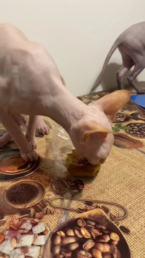 A honey cake was left on the table and Sphinx cat began to eat it. Stock-Footage 239343330