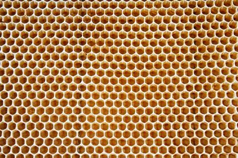 Honey cells Stock Photos