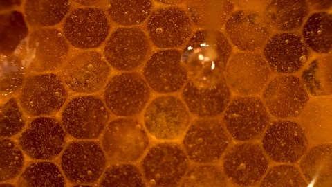 Honey close-up-2 Stock Footage 124258040