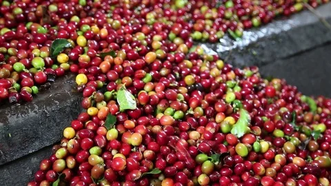 Honey Coffee Stock Footage 83452531
