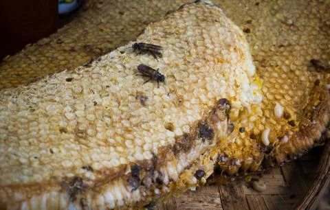 Honey comb with bee larvae Stock Photos