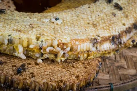 Honey comb with bee larvae Stock Photos