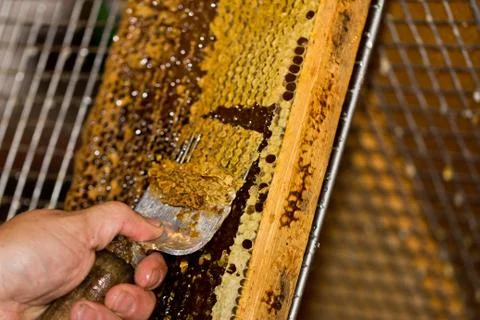 A honey comb being decapped with a fork Фото