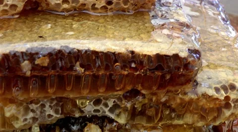 Honey Comb Stock Footage 59762212