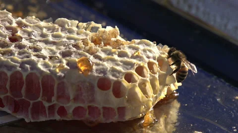Honey in the Comb HD Stock Footage 32481845
