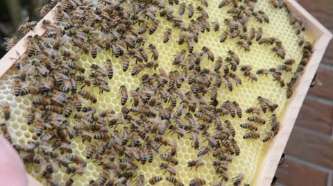 Honey comb at Hive frame and bees Video stock 39268573