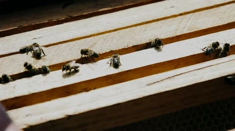 Honey comb at Hive frame and bees Video stock 61845848