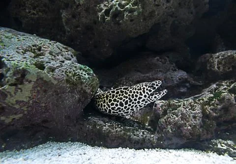 Honey comb morey eel Stock Photos