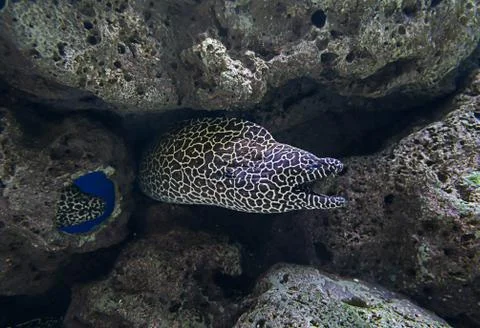 Honey comb morey eel Stock Photos