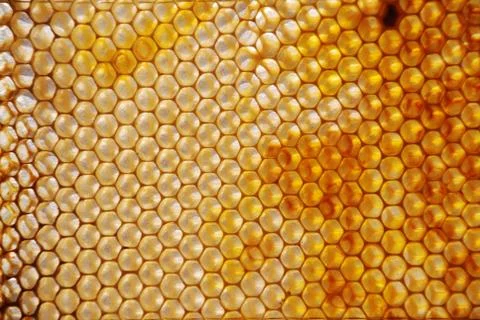 Honey comb Stock Photos