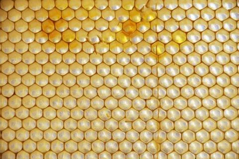 Honey comb Stock Photos