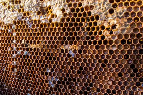 Honey Comb Stock Photos