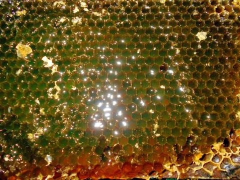 Honey comb without uncapped Stock Photos