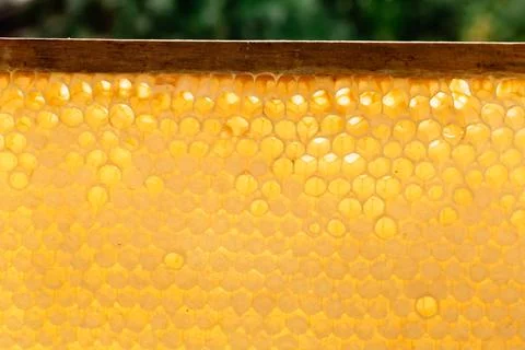 Honey comb. Yellow background from empty and filled honeycombs. Hexagon texture Stock Photos