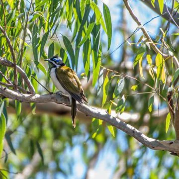 Honey Eater Stock Photos