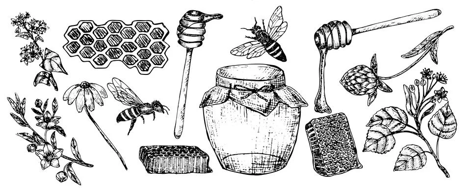 Honey elements set. Hand drawn vector illustration with linden, buckwheat, Illustrazione stock