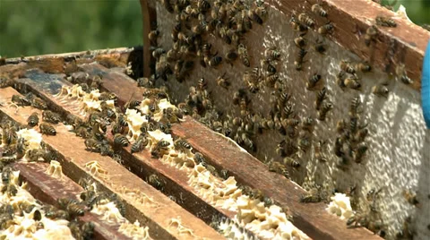 Honey extract - bee hive 库存影片 37180569