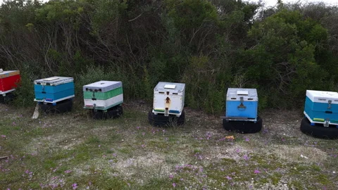 Honey farming. Video stock 164731190
