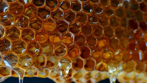 Honey flows down the honeycomb. Fresh honey drips on the background. Stock Footage 91866697