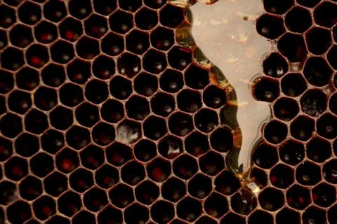 Honey that flows on the wax Stockfoto's