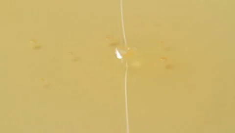 HONEY Stock Footage 8908571