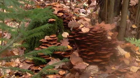 Honey Stock-Footage 8911833