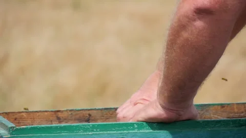 Honey Frame with Bees on the Apiary Stock Footage 134943841