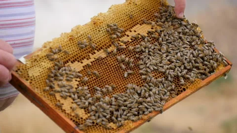 Honey Frame with Bees in the Hands of a Beekeeper Stock Footage 135518861