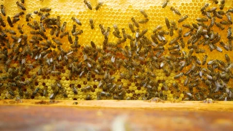 A honey frame with bees is lowered into the hive. On the frame there are many Video stock 203868959