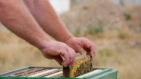 Honey Frame with Bees is Put in a Hive Stock Footage 135522958