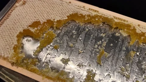 Honey in the frame eaten Stock Footage 232219635