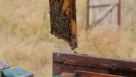 Honey Frame in the Hands of a Beekeeper Stock Footage 134942068