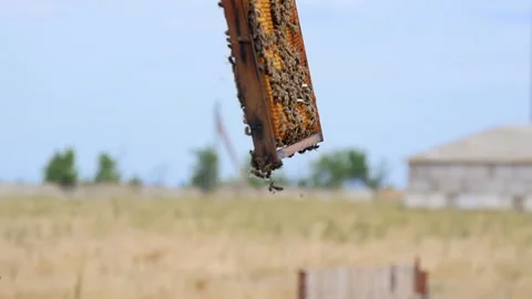 Honey Frame in the Hands of a Man Stock Footage 134942131