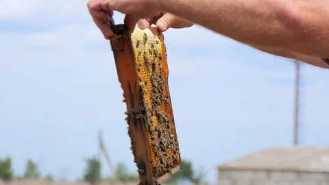 Honey Frame in the Hands of a Man Stock Footage 134942358