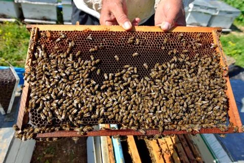 Honey frame Stock Photos